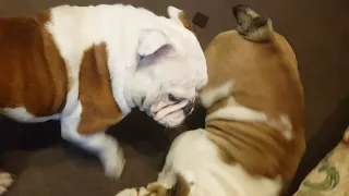 English bulldog Eva and Dosya. Встреча девочек закончилась дракой.