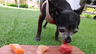 Letting a tiny Homeless Dog Pick his First Meal!