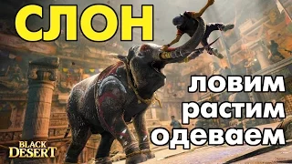 Black Desert (RU) - Ловим слоненка, выращиваем и готовим к осаде!