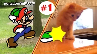 Funny animals - Cats and dogs fail compilation - Super Mario Bros