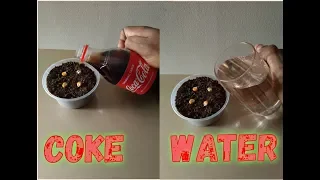 Experiment: Coke vs Water... Which Will Grow First?