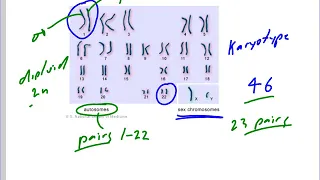 Mr. Walker's Biology 30: Chromosome Structure and Terminology