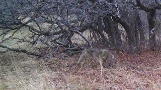 Must See Coyote Actually Trapped on Camera