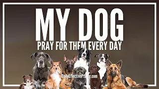Prayer For My Dog | Prayer For Dogs Healing, Well Being (Cancer, Sickness, Etc)