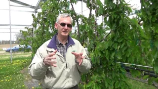 Dr Greg Lang update on the Cherry trials under protective covering systems at MSU, April 29, 2017,
