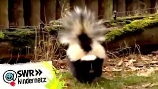 Stinktiere bei OLIs Wilde Welt | SWR Kindernetz