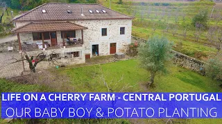 CHERRY FARMING - CENTRAL PORTUGAL... OUR BABY BOY IS BORN & POTATO PLANTING