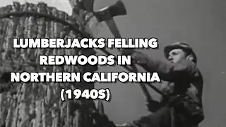 1940s Lumberjacks felling Redwoods in Northern California