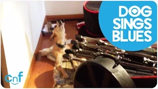 Sad Dog Sings The Blues | Puppy Blues