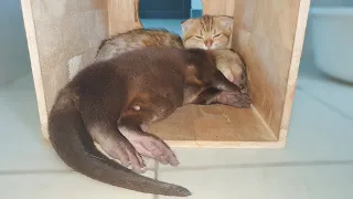 Baby Otter Can Not Sleep Without Holding Coin Kitten