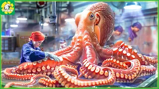 🐙 How Farmers Fish for Millions of Giant Octopuses | Processing Factory