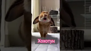 😁 Как смеются кролик