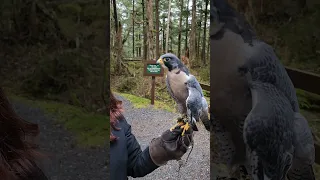 Peregrine Falcons are one of the most widespread birds in the world!