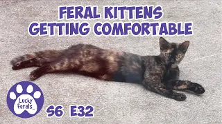 Feral Kittens Getting Comfortable, A Fox With Mange S6 E32 Lucky Ferals Cat Videos