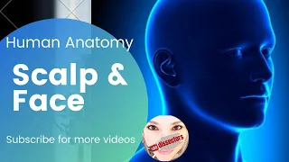 Human Anatomy - Head & Neck - Nerve supply of the scalp and face