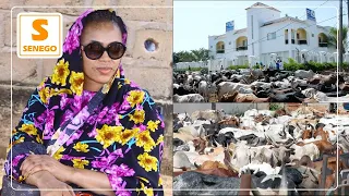 Ngabou: L’arrivée impressionnante des bœufs de Sokhna Aida Diallo