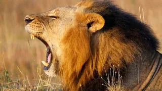 African lion Life documentary in Hindi Discovery animal planet