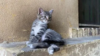 Incredibly cute Kittens living on the street. These Kittens are very playful 😍