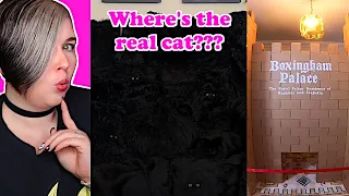 Cat Hide and Seek Challenge + Cat Fort | Half-Asleep Chris Reaction