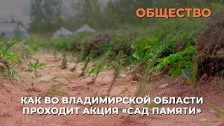 Как во Владимирской области проходит акция «Сад памяти»