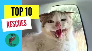 Top 10 most Amazing Animal Rescue Transformation Videos of 2020   - Takis Shelter