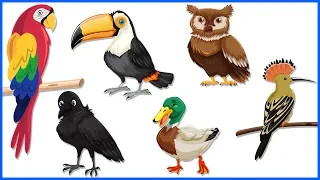 हिंदी में पक्षियों के नाम सीखें | Bird Names in Hindi | Drawing for Kids | Birds Name