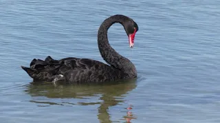 Swans on the Swan River