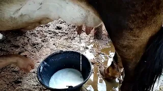 Secagem das vacas e tirando leite com sonda da Mel !!!