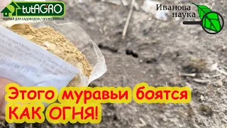 МУРАВЬИ ПЕРЕРЫЛИ ВСЮ ТЕПЛИЦУ? Это средство РЕАЛЬНО выжигает муравьев: упокоятся все очень быстро.