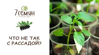 У РАССАДЫ БЕЛЕЮТ ЛИСТЬЯ! ЧТО ДЕЛАТЬ? | 7 семян