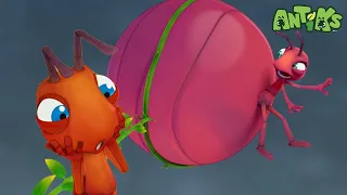 Flying Ant | ANTIKS |Funny Cartoons For All The Family!