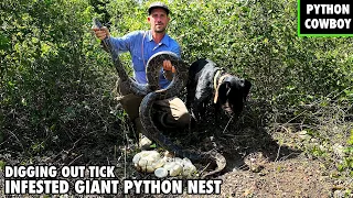 Digging Out Tick Infested Cavern For A Python On Active Nest