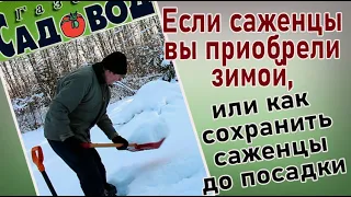 Если саженцы вы приобрели зимой, или как сохранить саженцы до посадки