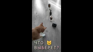 Какие духи выберет кот? 🐱