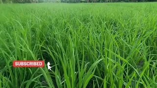 Kailan dapat at Hindi dapat mag 2nd spray ng Herbicide sa palay?