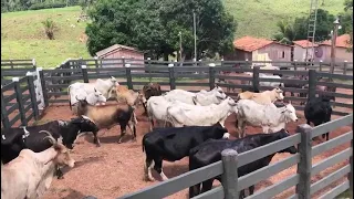 FAZENDA, MUNICIPIO DE PACAJÁ-PA, 150 ALQUEIRE 120 DE PASTO PISTA DE AVIÃO, 45.000,00$ POR ALQUEIRE.