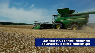 Жнива на Тернопільщині: збирають озиму пшеницю