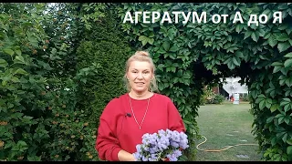 Агератум от А до Я в природном земледелии.