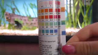 HELP WITH WATER PARAMETERS. tested with API 5 in 1 Test Strips.