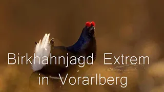 Birkhahnjagd Extrem in Vorarlberg