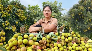 Complete the Kitchen - Harvesting Litchi Fruit Go to the Market sell | Tran Thi Huong