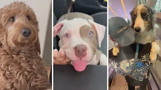 🐶 Ultimate Funny Doggos Videos! 😄