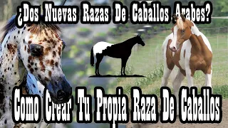 Arabe-Appaloosa y Arabe-Pinto (Como se crea una raza)🐴-Del Cerro Soy