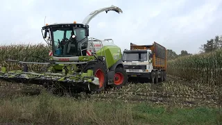 Loonbedrijf Reimink in de mais op de Mageleresch met een Claas Jaguar 950 (2021)