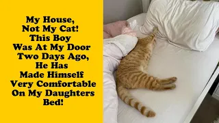 50 Of The Best ‘My House, Not My Cat’ Moments That Have Ever Happened To Humans 3/3