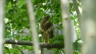 Mäusebussard, juvenil (buteo buteo)