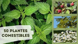 50 plantes comestibles