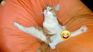😆🐱 Funniest Cats and Dogs Videos 😍🐶 Funny Animal Moments 2024 #16