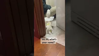 The reaction to my parrot surprising him is adorable 🥰 #parrot #animals #cute #short