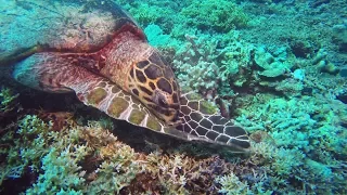 Turtle munching on coral using flippers to get a good bite